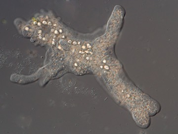 Amoeba proteus Tubulinea