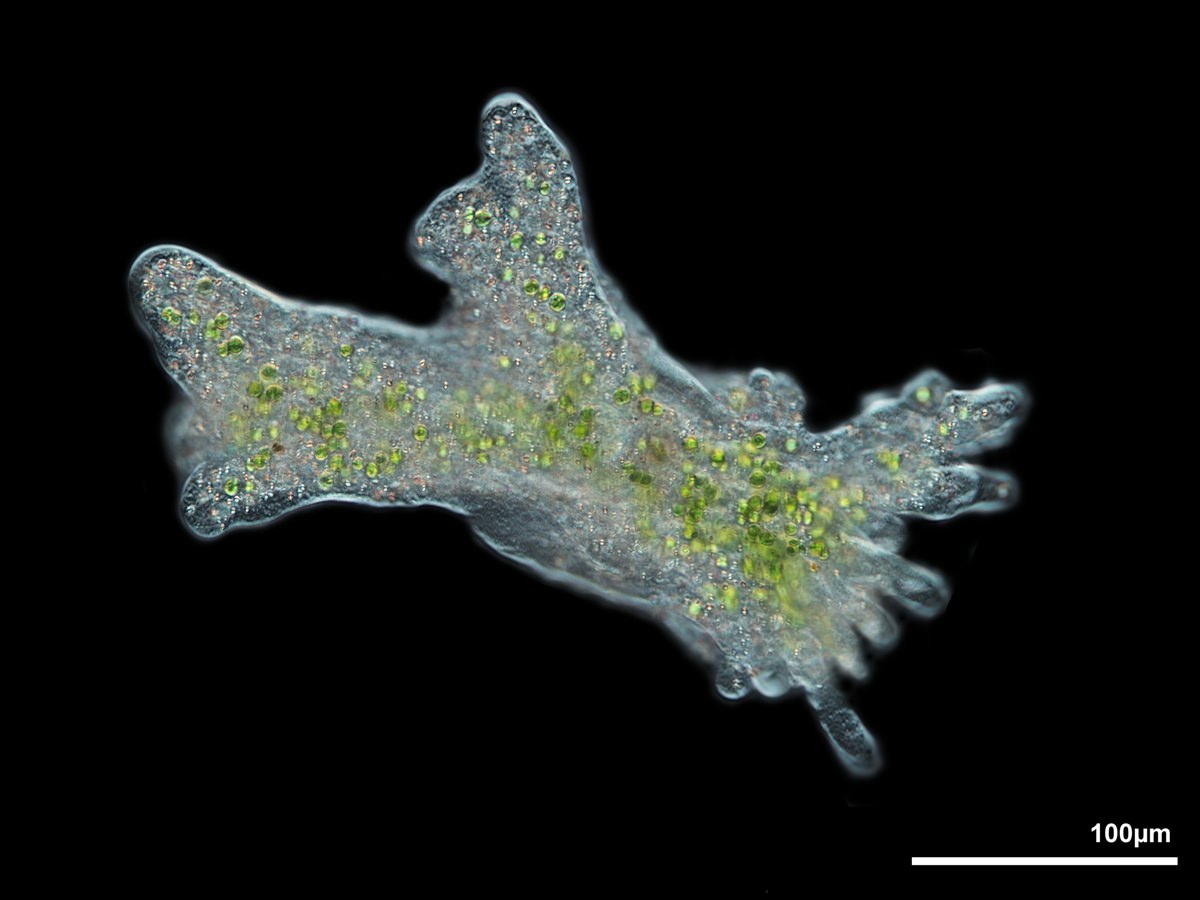 Amoeba proteus zoochlorella