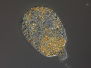 Pelomyxa Archamoeba