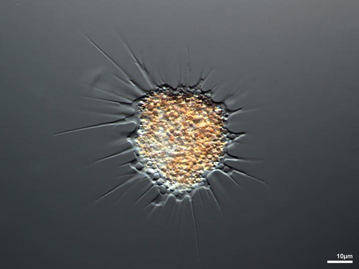 Cercozoa Penard Labs